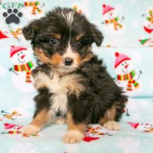 Clay, Bernedoodle Puppy